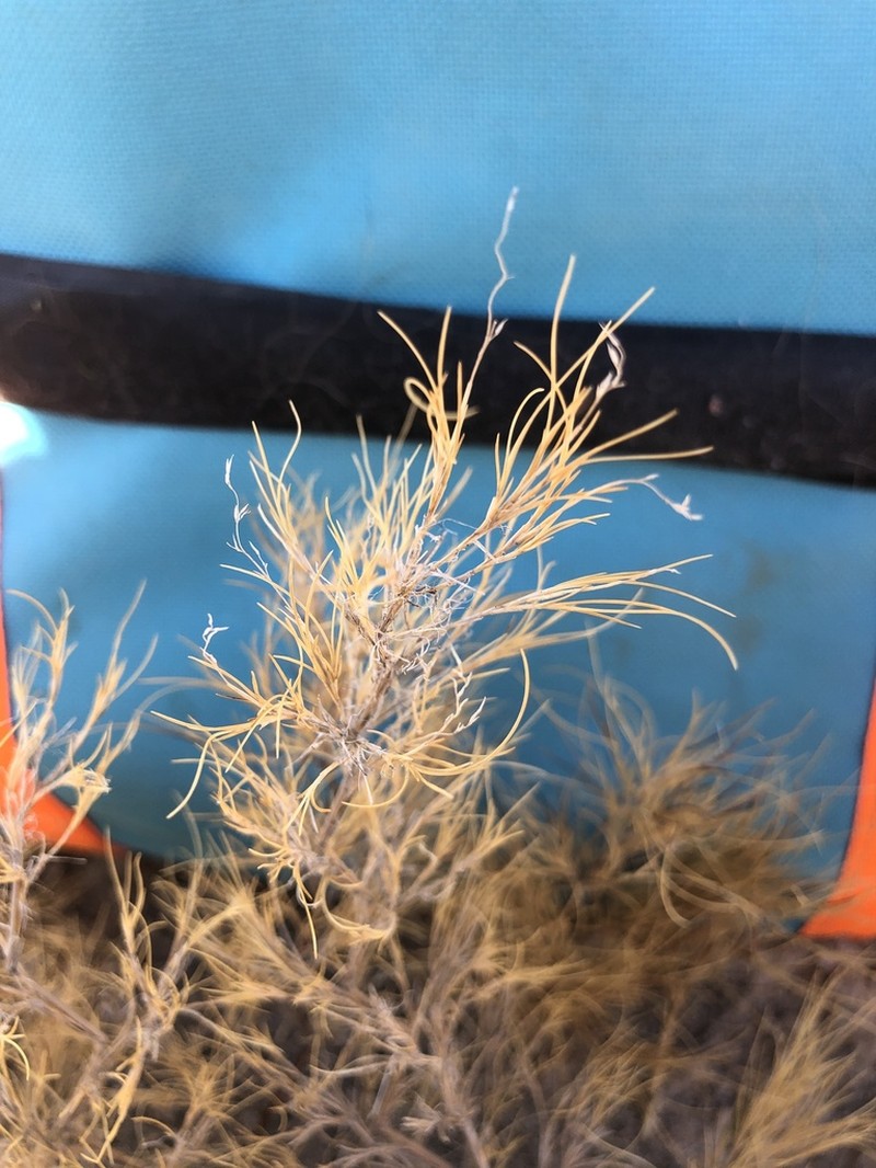 Hairy Muhly photo 3