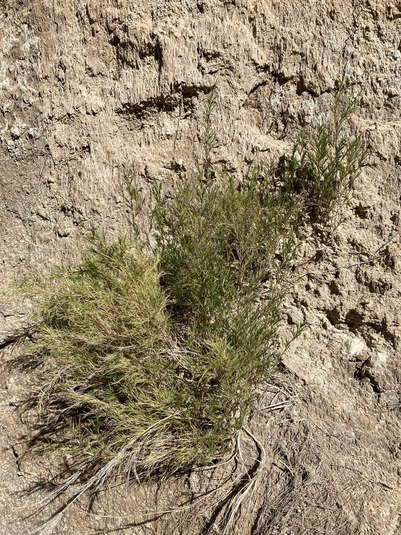 Hairy Muhly photo 4