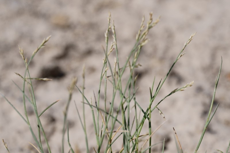 Hairy Muhly photo 5