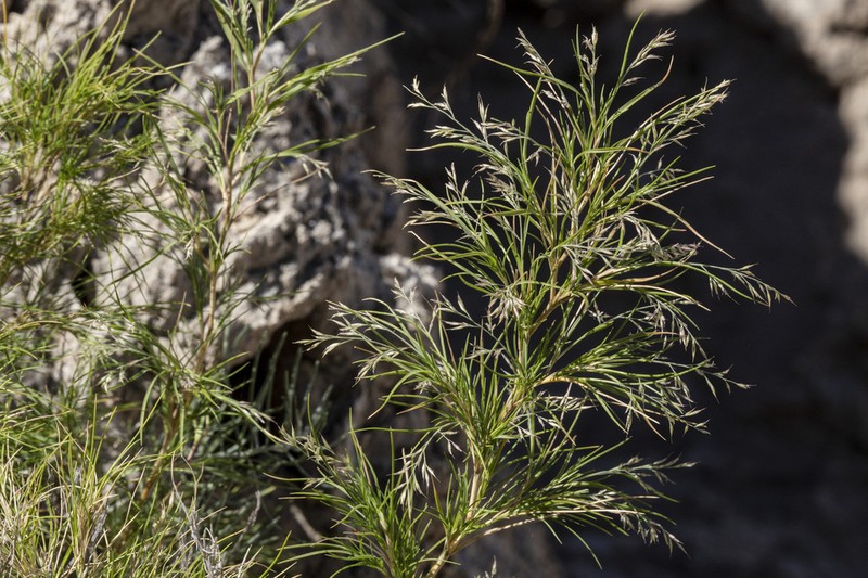 Hairy Muhly photo 6