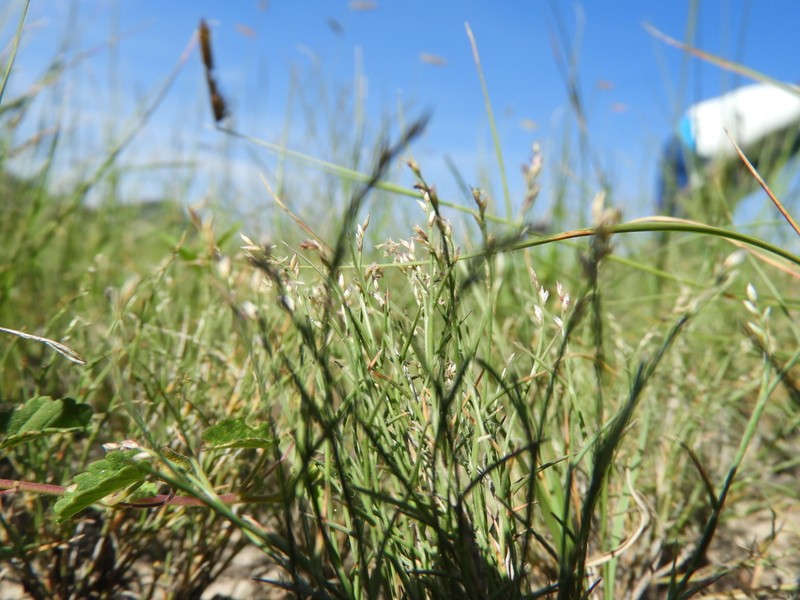 Hairy Muhly photo 7