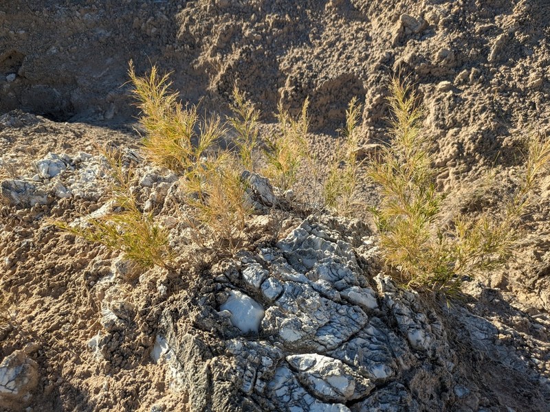 Hairy Muhly photo 8