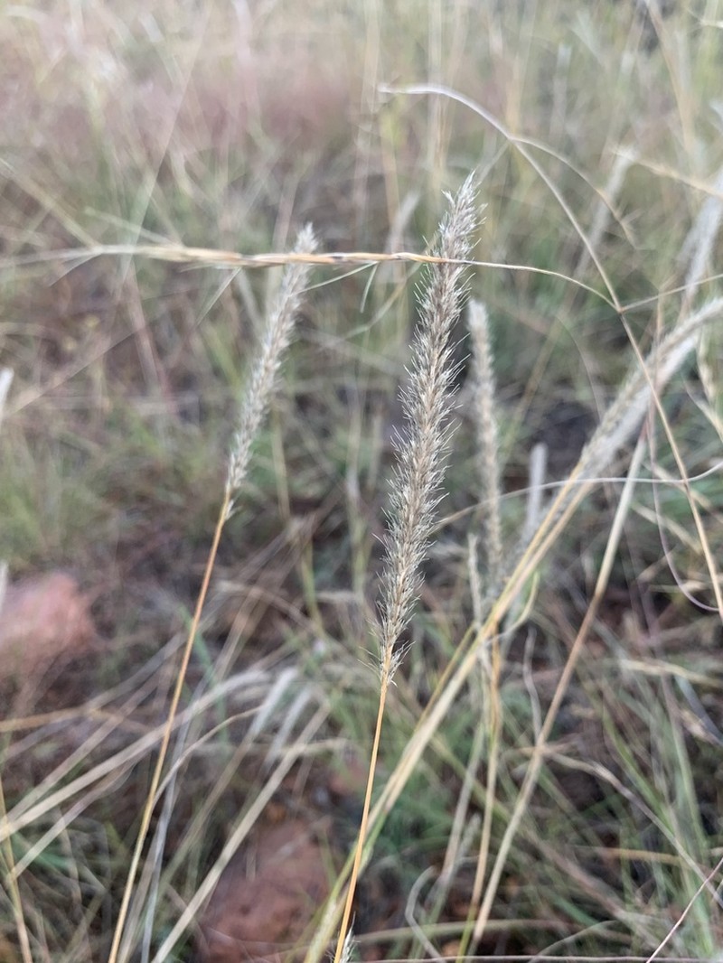 Spike Muhly