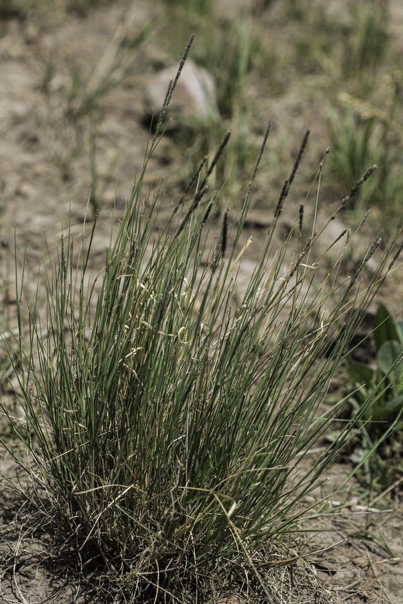 Spike Muhly photo 2