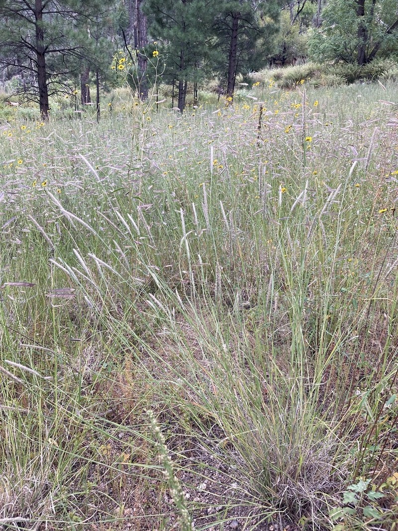 Spike Muhly photo 6