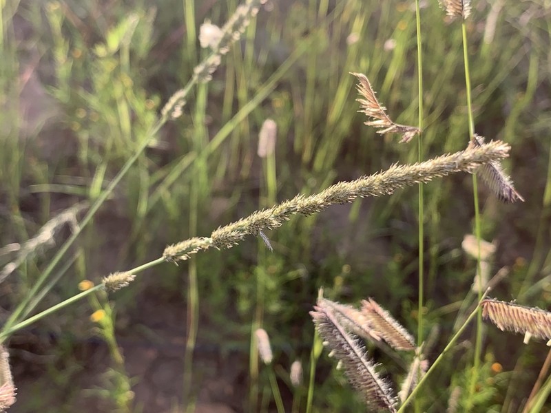 Spike Muhly photo 8