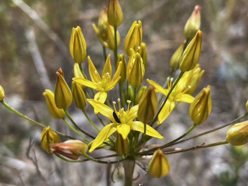 San Diego Goldenstar