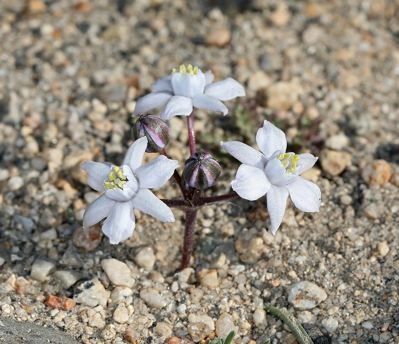 Crowned Muilla photo 3