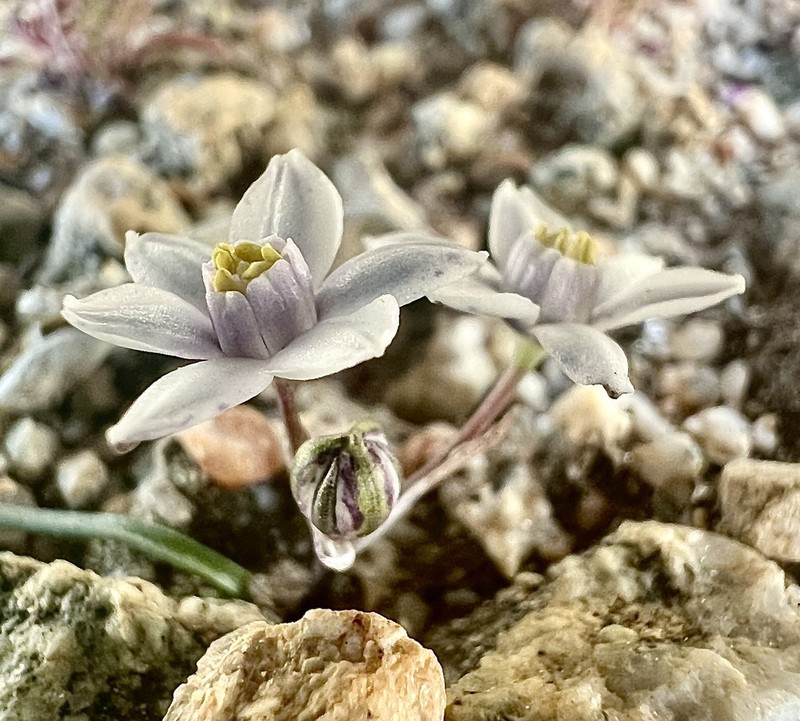 Crowned Muilla photo 5