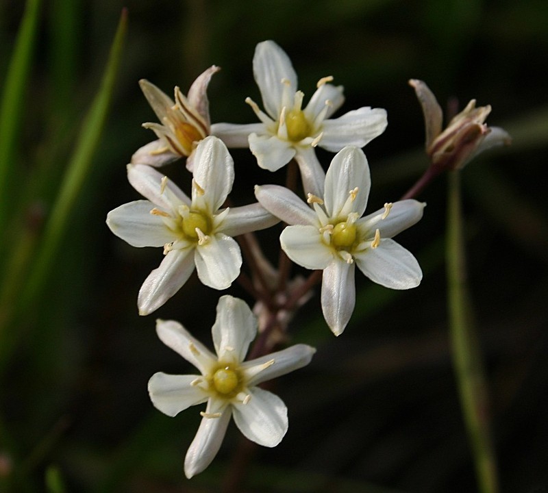 Sea Muilla