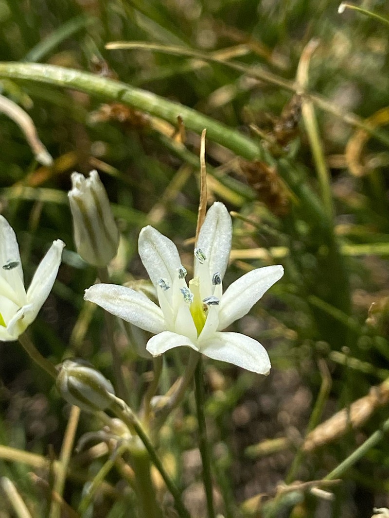 Inland Muilla photo 3