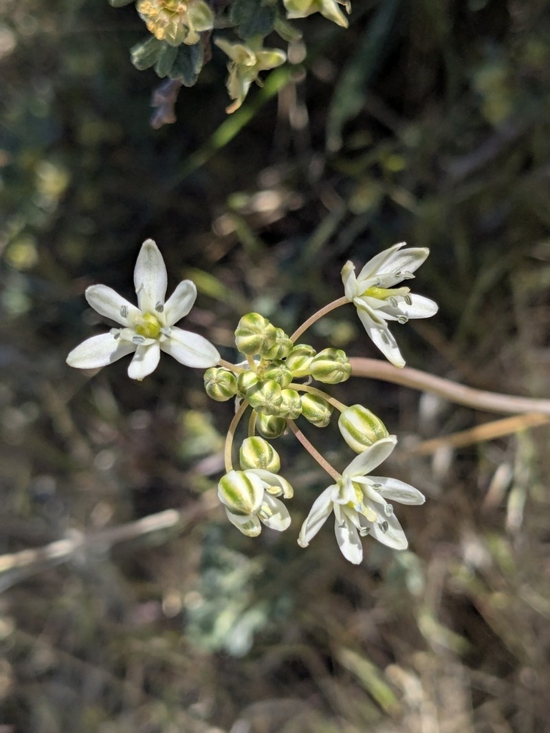 Inland Muilla photo 6