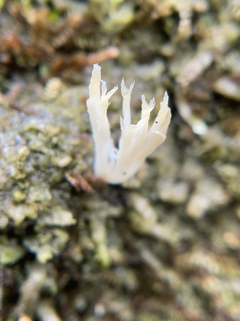 Club Lichen photo 2
