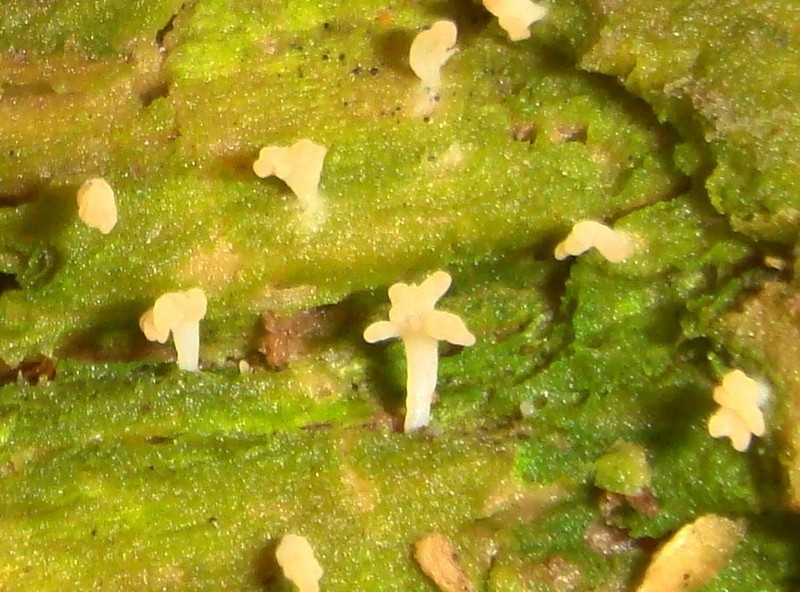 Club Lichen