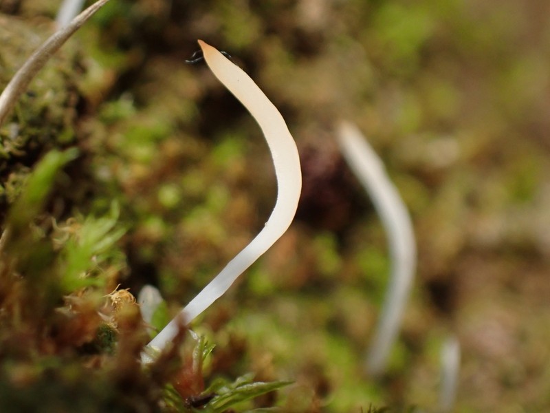 Club Lichen photo 2