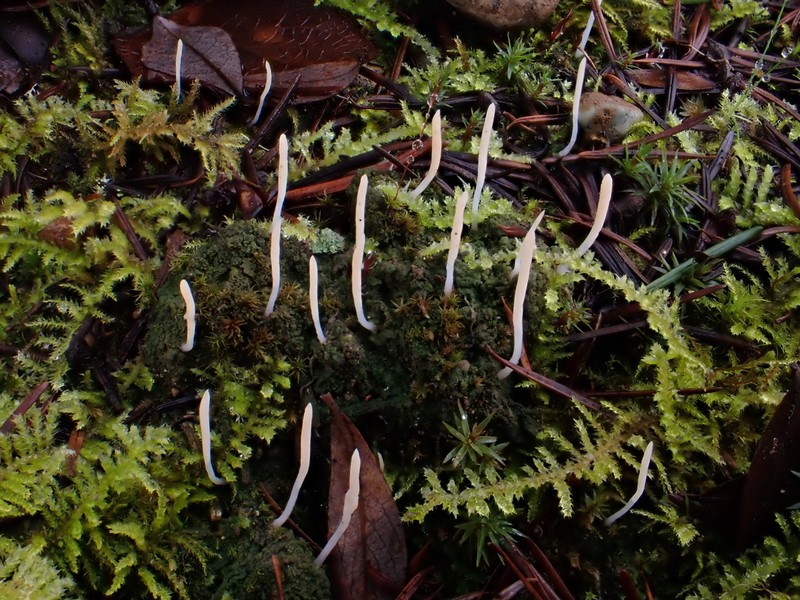 Club Lichen photo 3