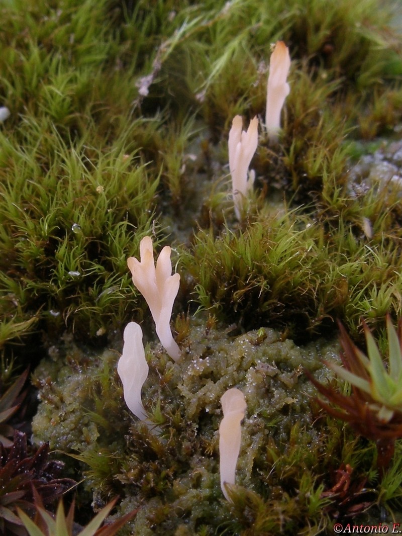 Club Lichen photo 4
