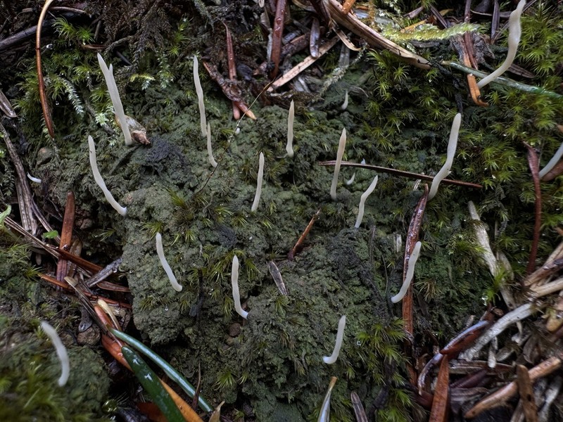 Club Lichen photo 5