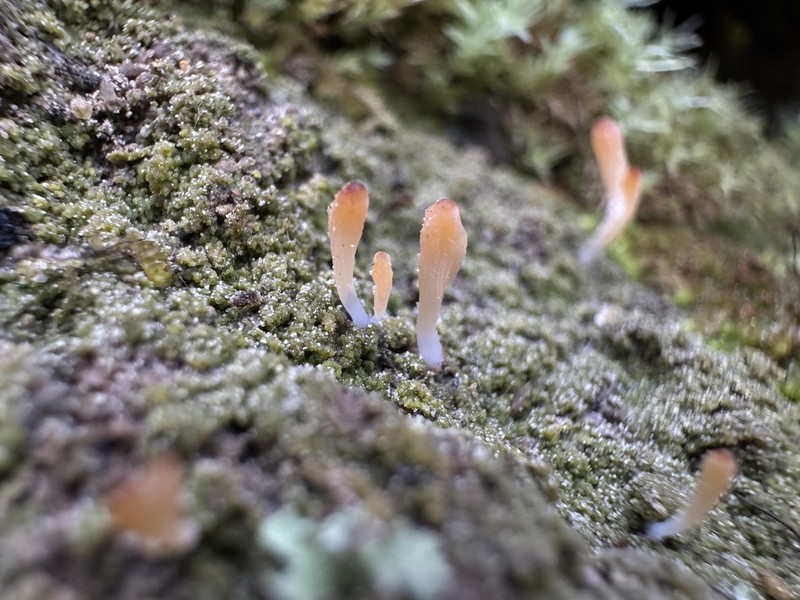 Club Lichen photo 6