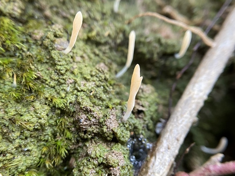 Club Lichen photo 7