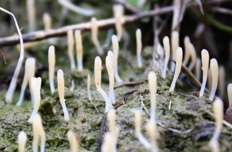 Club Lichen photo 8