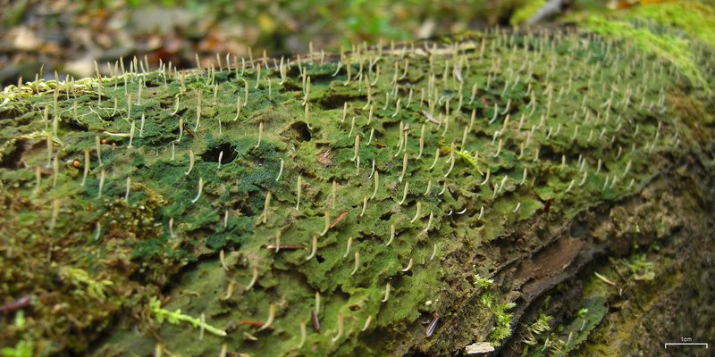 Club Lichen photo 5