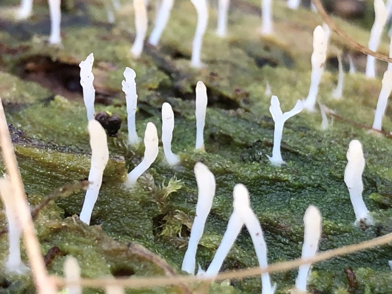 Club Lichen photo 6