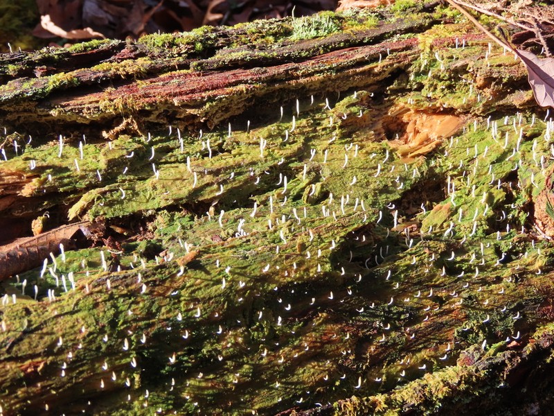 Club Lichen photo 4