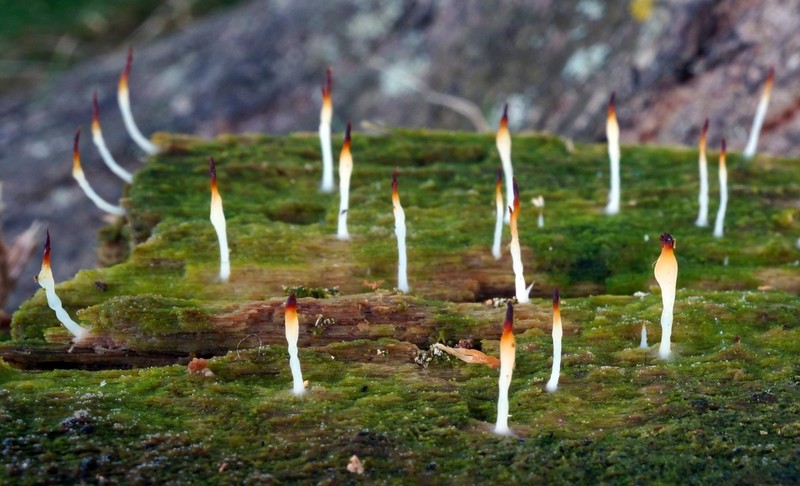 Club Lichen photo 5