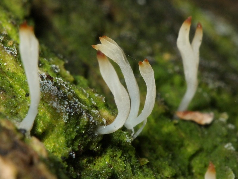 Club Lichen photo 6