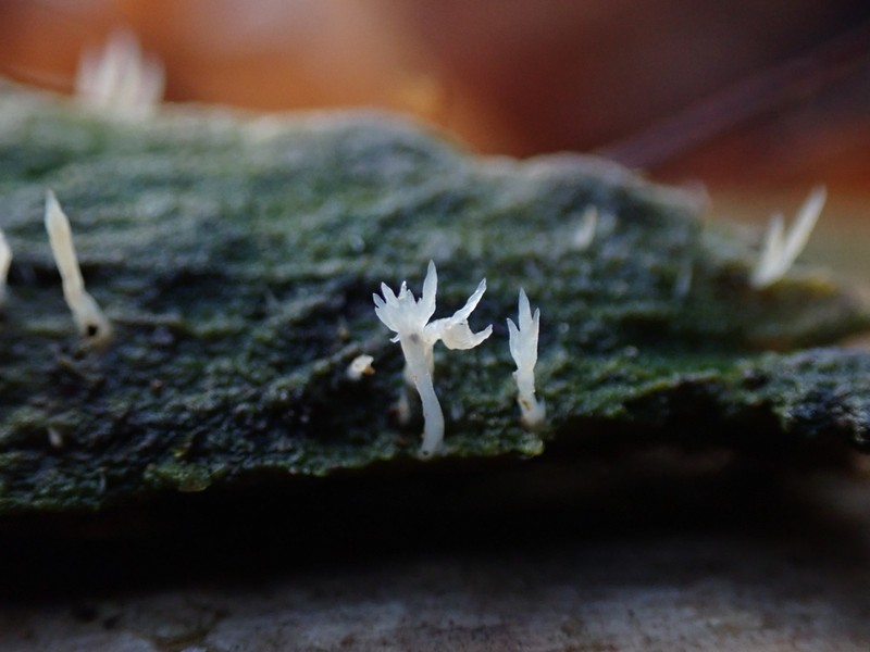 Club Lichen photo 7