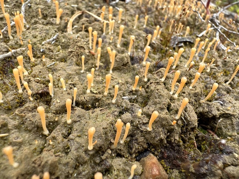 Spring Club Lichen photo 2