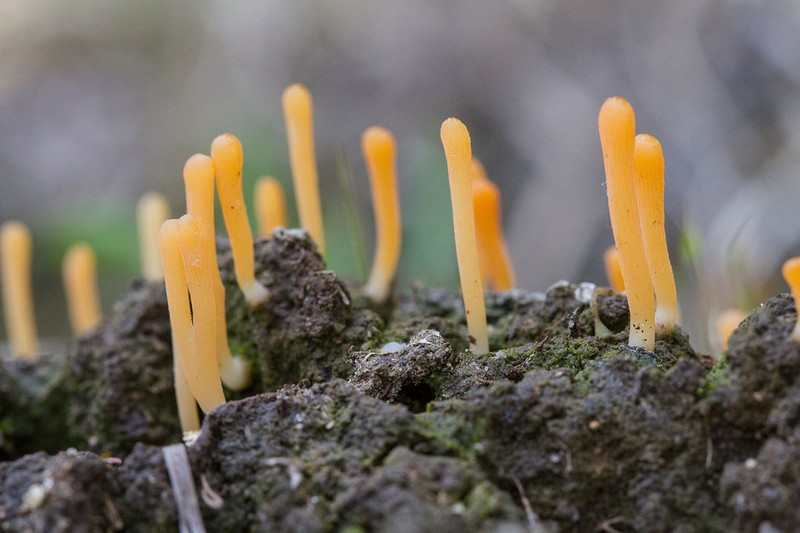 Spring Club Lichen photo 3