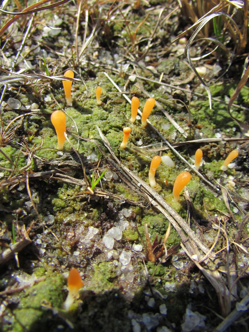 Spring Club Lichen photo 4