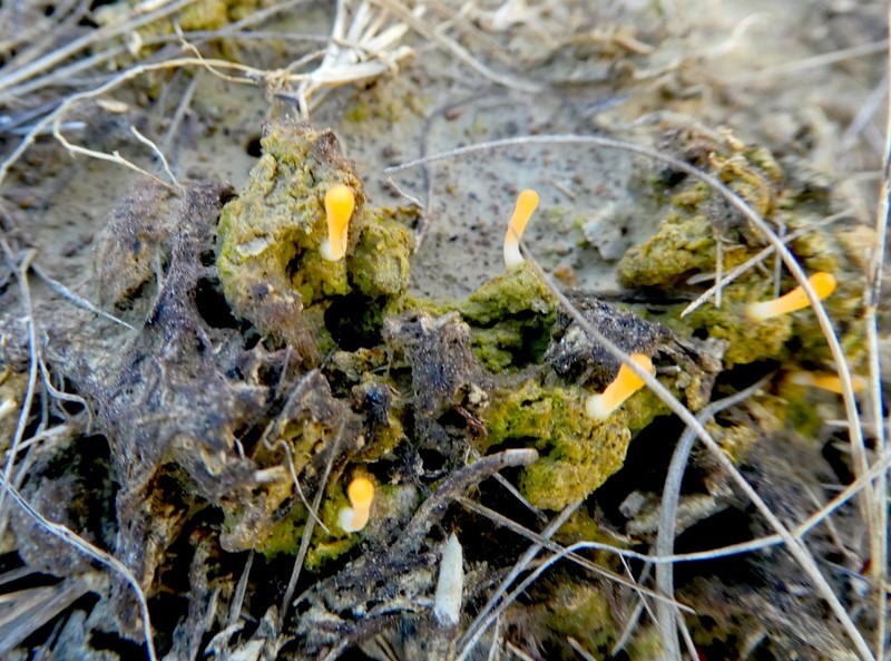 Spring Club Lichen photo 5