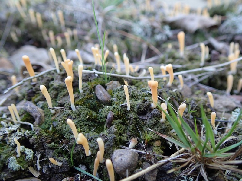 Spring Club Lichen photo 6