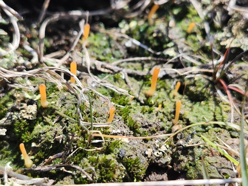 Spring Club Lichen photo 7