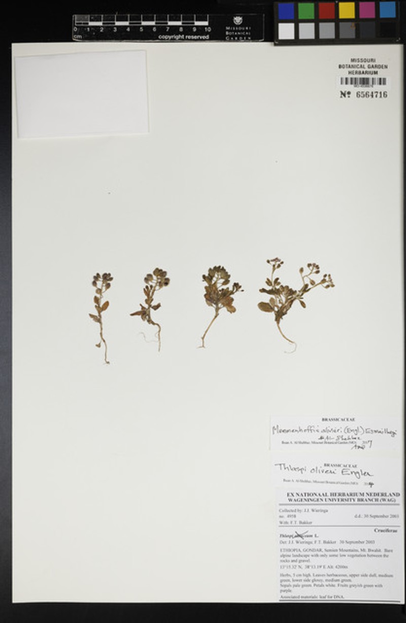 Mummenhoffia oliveri