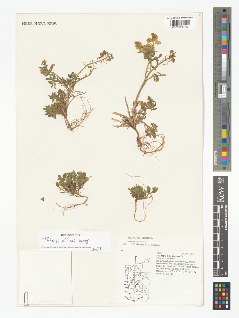 Mummenhoffia oliveri photo 2