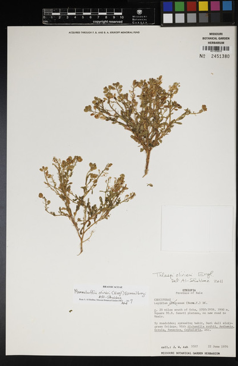 Mummenhoffia oliveri photo 4