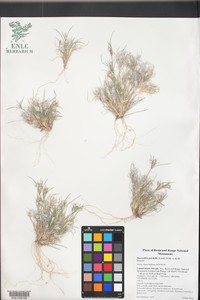Low Woollygrass