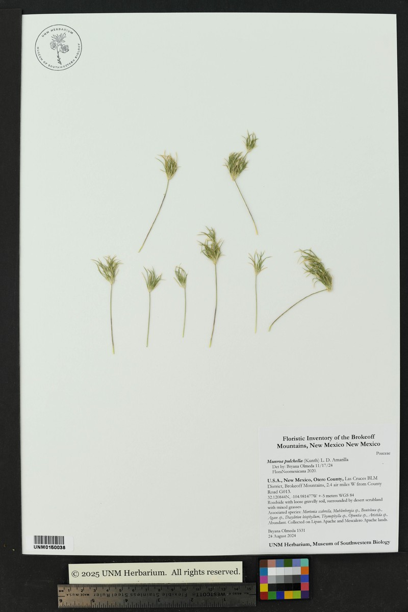 Low Woollygrass photo 2
