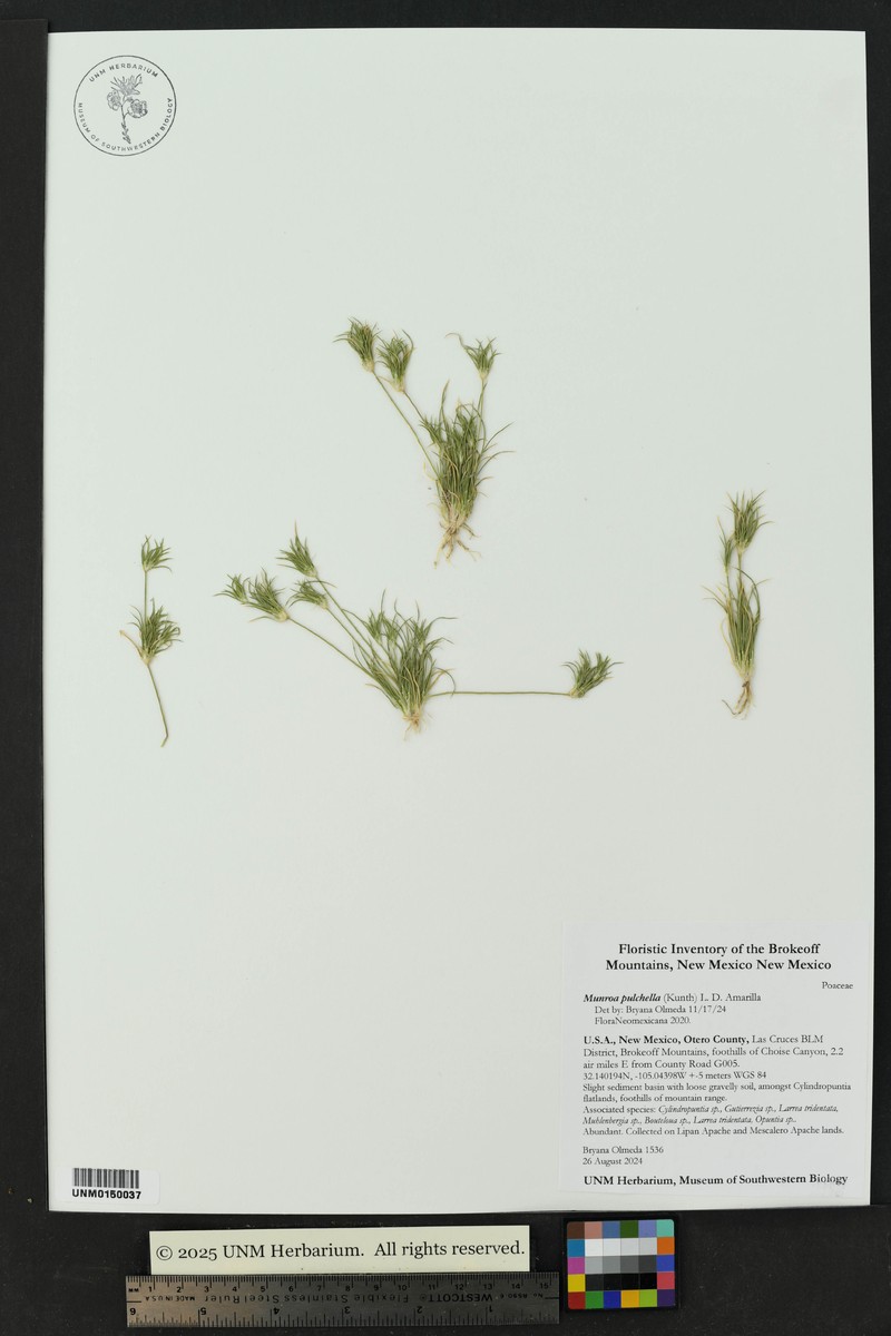 Low Woollygrass photo 3