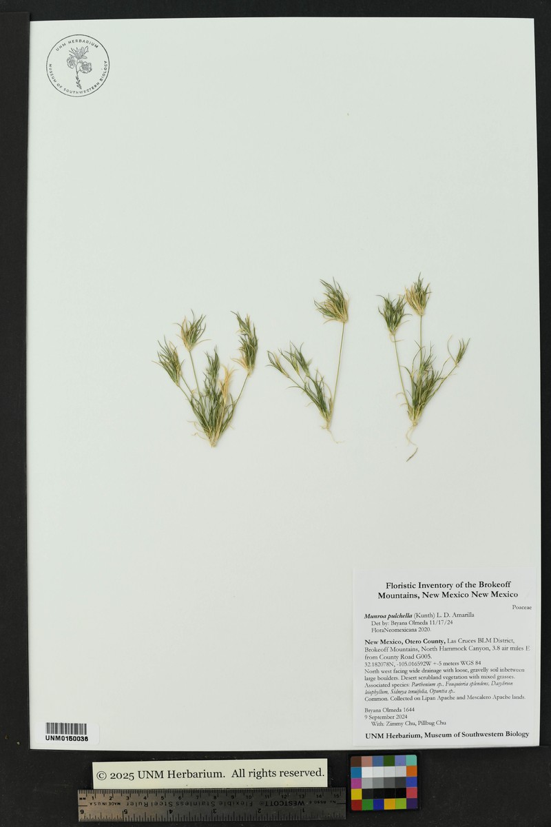 Low Woollygrass photo 4