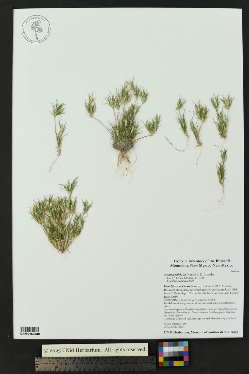 Low Woollygrass photo 5