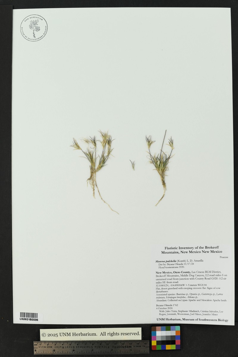 Low Woollygrass photo 6