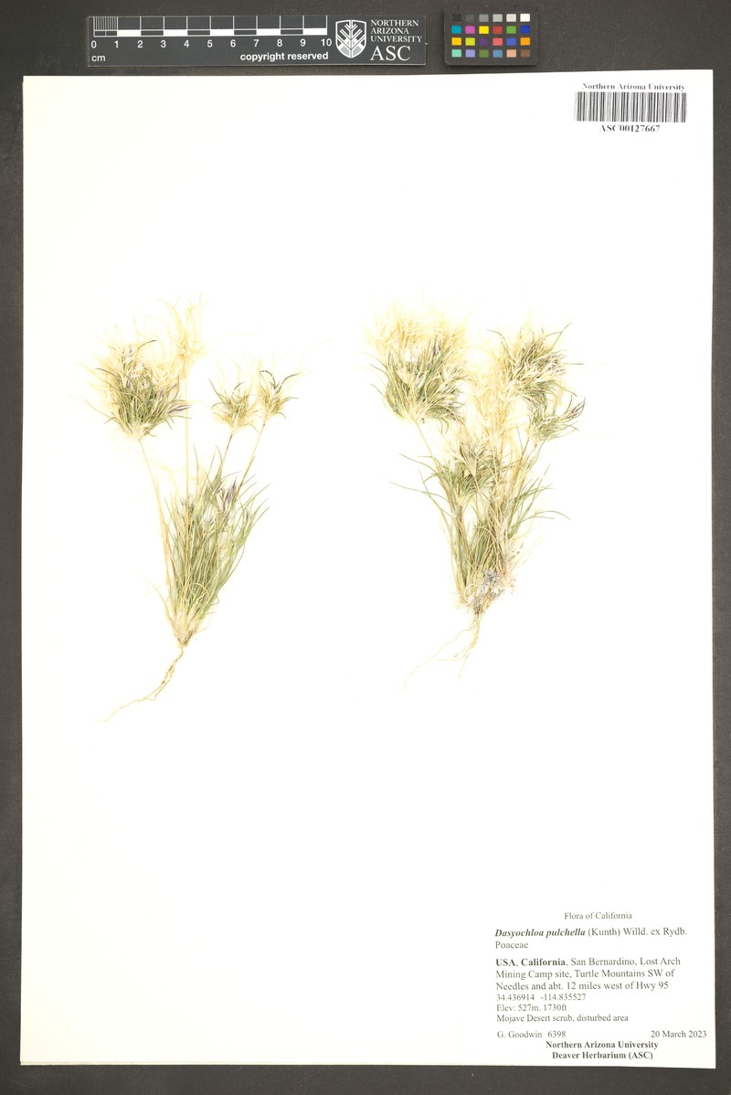 Low Woollygrass photo 7