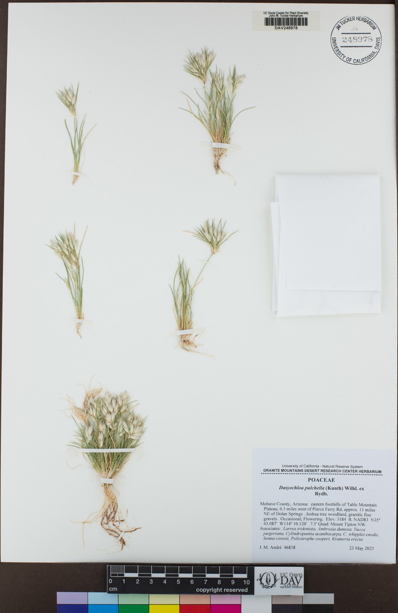 Low Woollygrass photo 8