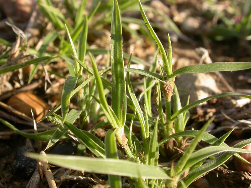 False Buffalograss photo 4
