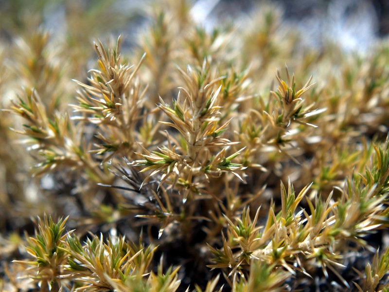 False Buffalograss